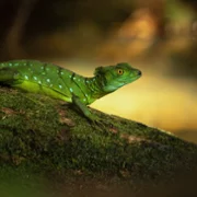 The Secret Lives of Animals - galeria zdjęć - filmweb