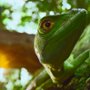 Sekretne życie zwierząt - galeria zdjęć