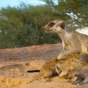 The Secret Lives of Animals - galeria zdjęć - filmweb