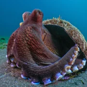 The Secret Lives of Animals - galeria zdjęć - filmweb
