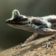 The Secret Lives of Animals - galeria zdjęć - filmweb