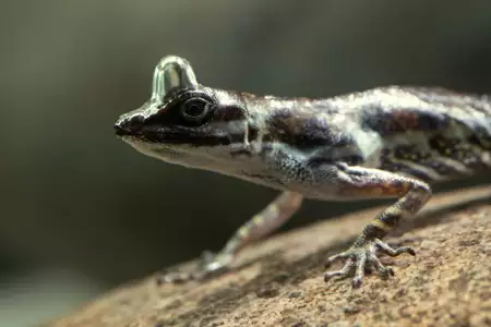 Sekretne życie zwierząt - galeria zdjęć - filmweb