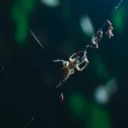 The Secret Lives of Animals - galeria zdjęć - filmweb