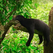 The Secret Lives of Animals - galeria zdjęć - filmweb