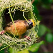 The Secret Lives of Animals - galeria zdjęć - filmweb