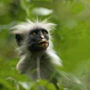 The Secret Lives of Animals - galeria zdjęć - filmweb