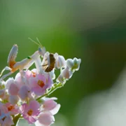 The Secret Lives of Animals - galeria zdjęć - filmweb