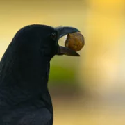 The Secret Lives of Animals - galeria zdjęć - filmweb
