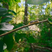 The Secret Lives of Animals - galeria zdjęć - filmweb