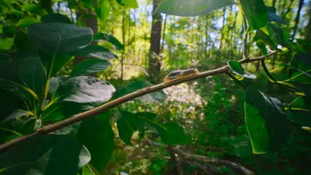 Sekretne życie zwierząt - galeria zdjęć - filmweb