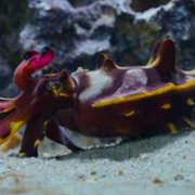 The Secret Lives of Animals - galeria zdjęć - filmweb
