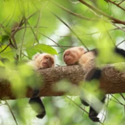 The Secret Lives of Animals - galeria zdjęć - filmweb