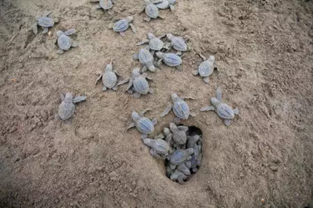 Sekretne życie zwierząt - galeria zdjęć - filmweb