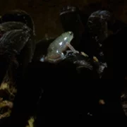 The Secret Lives of Animals - galeria zdjęć - filmweb