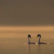 The Secret Lives of Animals - galeria zdjęć - filmweb