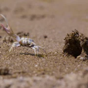The Secret Lives of Animals - galeria zdjęć - filmweb