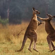 The Secret Lives of Animals - galeria zdjęć - filmweb
