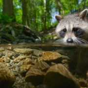 The Secret Lives of Animals - galeria zdjęć - filmweb