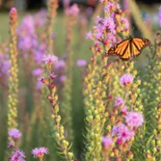 The Secret Lives of Animals - galeria zdjęć - filmweb