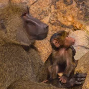 The Secret Lives of Animals - galeria zdjęć - filmweb