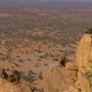 The Secret Lives of Animals - galeria zdjęć - filmweb