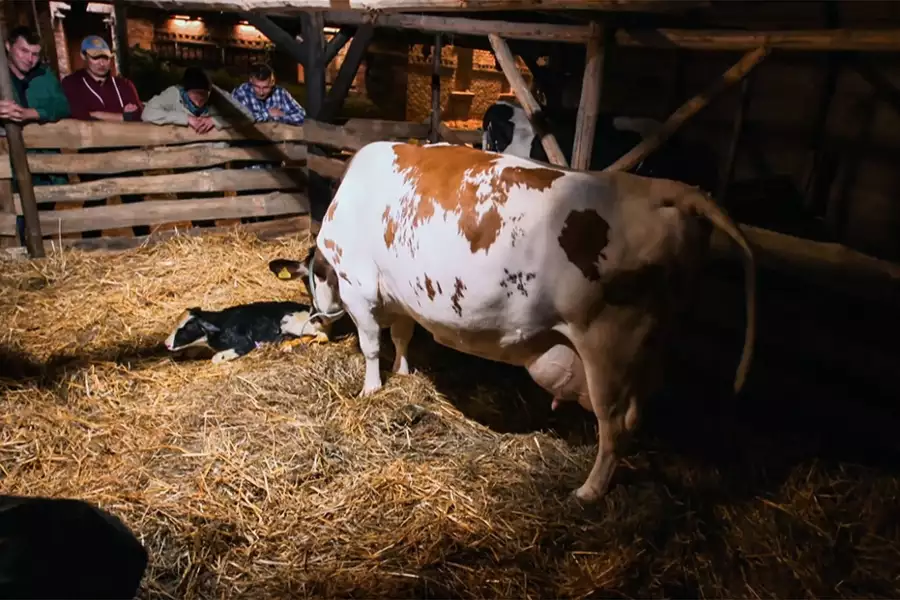 Farma - galeria zdjęć - filmweb