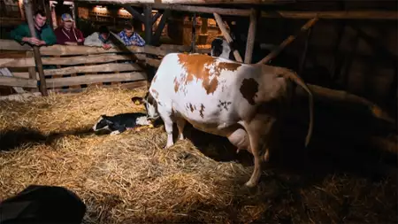 Farma - galeria zdjęć - filmweb