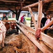 Farma - galeria zdjęć - filmweb