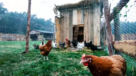 Farma - galeria zdjęć - filmweb