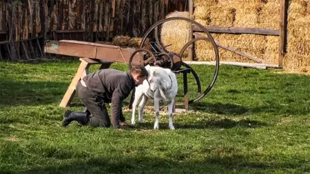 Farma - galeria zdjęć - filmweb