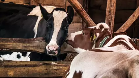 Farma - galeria zdjęć - filmweb