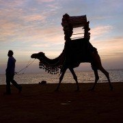 Where in the World Is Osama Bin Laden? - galeria zdjęć - filmweb