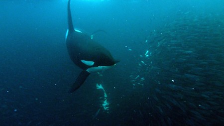 Les super prédateurs des mers - galeria zdjęć - filmweb