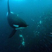 Les super-prédateurs des mers - galeria zdjęć - filmweb