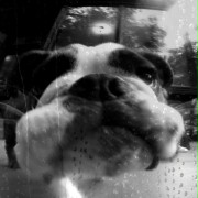 Serce psa - galeria zdjęć - filmweb
