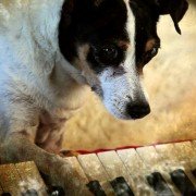 Heart of a Dog - galeria zdjęć - filmweb