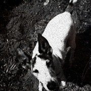 Heart of a Dog - galeria zdjęć - filmweb