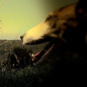 Heart of a Dog - galeria zdjęć - filmweb