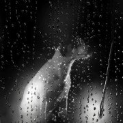 Heart of a Dog - galeria zdjęć - filmweb