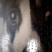 Heart of a Dog - galeria zdjęć - filmweb