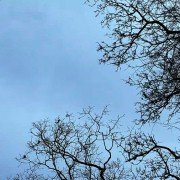 Heart of a Dog - galeria zdjęć - filmweb