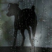 Heart of a Dog - galeria zdjęć - filmweb