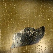 Heart of a Dog - galeria zdjęć - filmweb
