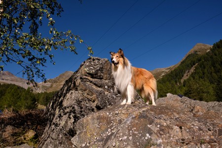 Lassie. Nowe przygody - galeria zdjęć - filmweb