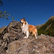 Lassie - Ein neues Abenteuer - galeria zdjęć - filmweb