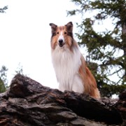 Lassie - Ein neues Abenteuer - galeria zdjęć - filmweb