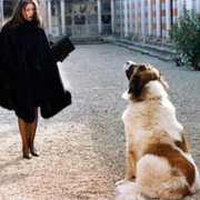 Ostinato destino - galeria zdjęć - filmweb