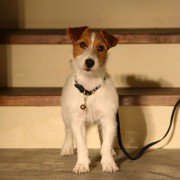 Gae-leul hoom-chi-neun wan-byeok-han bang-beob - galeria zdjęć - filmweb