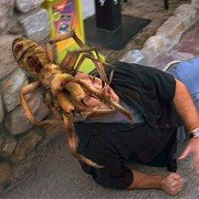 Camel Spiders - galeria zdjęć - filmweb