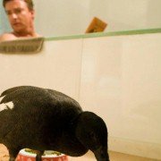 Love Birds - galeria zdjęć - filmweb